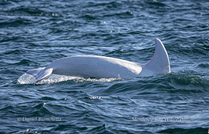 White Risso's Dolphin Casper photo by daniel bianchetta