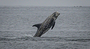 Risso's Dolphin Photo by Daniel Bianchetta