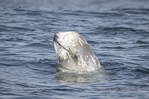 Risso's Dolphin photo by daniel bianchetta