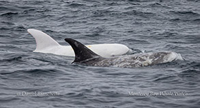 Risso's Dolphins Casper and friend photo by Daniel Bianchetta