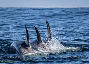 Risso's Dolphins photo by Daniel Bianchetta