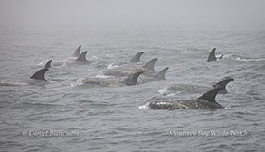 Risso's Dolphins surfacing in the fog photo by daniel bianchetta
