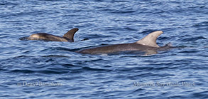 Risso's Dolphins photo by daniel bianchetta