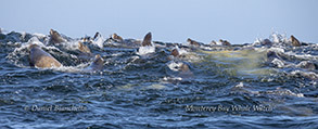 Sea Lions photo by daniel bianchetta