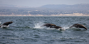 Sea Lions porpoising to catch up with the feeding whales photo by daniel bianchetta