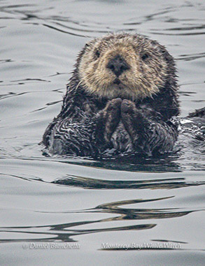 Southern Sea Otter photo by Daniel Bianchetta