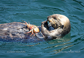 Southern Sea Otter eating a crab photo by daniel bianchetta