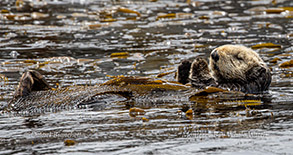 Southern Sea Otter in kelp photo by daniel bianchetta