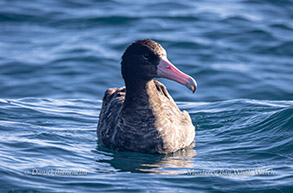 Short-tailed Albatross photo by Daniel Bianchetta