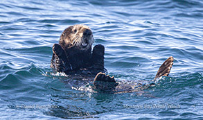Southern Sea Otter photo by Daniel Bianchetta