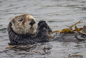 Southern Sea Otter photo by daniel bianchetta