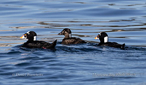 Surf Scoters photo by daniel bianchetta
