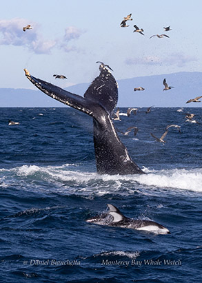 Tail lobbing Humpback Whale with Dolphins photo by daniel bianchetta