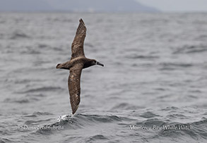Black-footed Albatross photo by daniel bianchetta