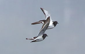 Black Turnstones photo by daniel bianchetta