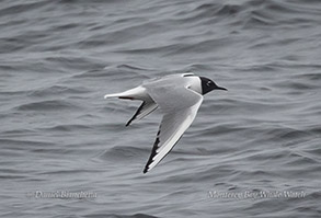 Bonaparte's Gull photo by daniel bianchetta