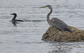 Brandt's Cormorant and Great Blue Heron photo by daniel bianchetta