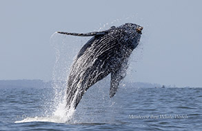 Breaching Humpback Whale photo by daniel bianchetta
