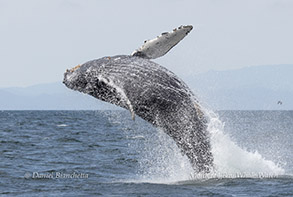 Breaching Humpback Whale photo by daniel bianchetta