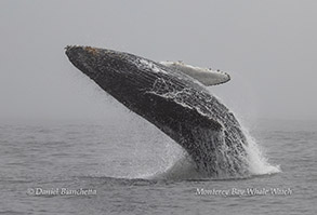 Humpback Whale breaching photo by daniel bianchetta