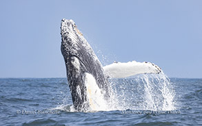 Breaching Humpback photo by daniel bianchetta