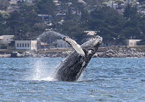 Breaching Humpback Whale photo by daniel bianchetta