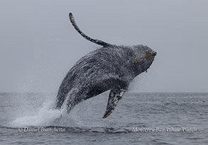 Breaching Humpback Whale photo by daniel bianchetta