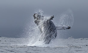 Breaching Humpback Whale photo by daniel bianchetta