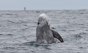 Breaching Risso's Dolphin photo by daniel bianchetta