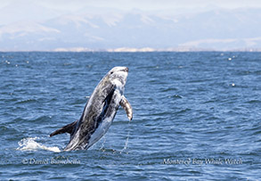 Breaching Risso's Dolphin photo by daniel bianchetta