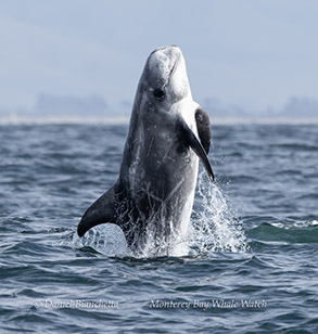 Breaching Risso's Dolphin photo by daniel bianchetta