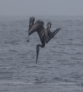 Brown Pelican diving photo by daniel bianchetta