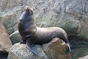 California Sea Lion photo by daniel bianchetta