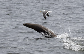 California Sea Lion porpoising photo by daniel bianchetta