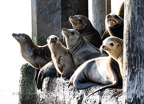 California Sea Lions photo by daniel bianchetta