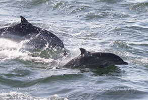 Long-beaked Common Dolphins mother and calf photo by daniel bianchetta
