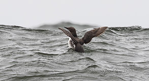 Common Murre photo by daniel bianchetta