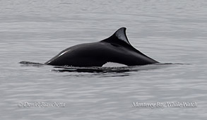 Dall's Porpoise photo by daniel bianchetta