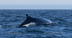 Fin Whale photo by daniel bianchetta