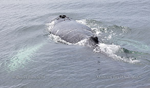 Friendly Humpback whale surfacing by the boat, with white pec fins glowing green under the water photo by daniel bianchetta