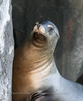 California Sea Lion photo by daniel bianchetta
