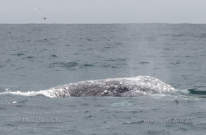Gray Whale Eye photo by daniel bianchetta