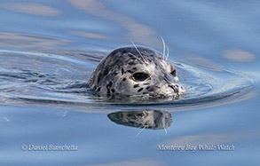 Harbor Seal photo by daniel bianchetta