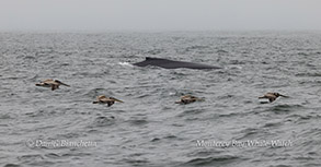 Humpback Whale and Brown Pelicans photo by daniel bianchetta