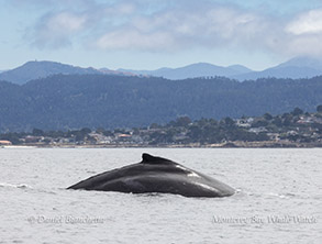 Humpback Whale arching its back to dive photo by daniel bianchetta