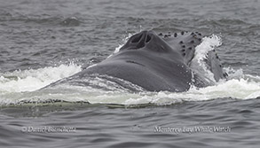 Close-up of Humpback Whale blow hole photo by daniel bianchetta