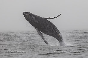 Humpback Whale breaching photo by daniel bianchetta