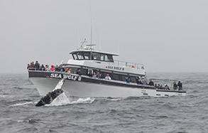 Humpback Whale by Sea Wolf II photo by daniel bianchetta