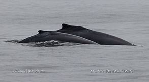 Humpback Whale cow and calf photo by daniel bianchetta