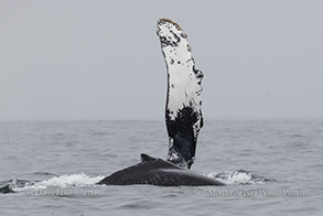 Humpback Whale pectoral fin slapping photo by daniel bianchetta